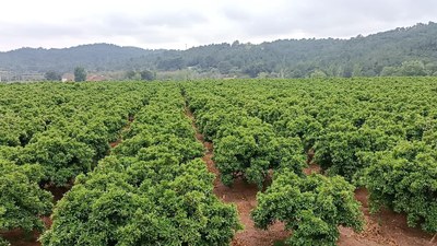 Naranjos de la localidad valenciana Benaguasil