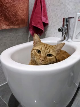Gato dándose un baño