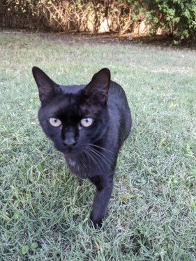 Gato negro adoptado