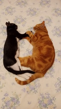 Kenzo y Mushu, gatos adoptados