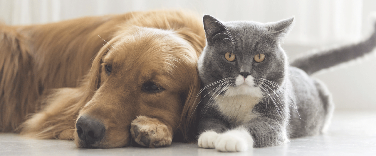 La nueva Ley de Protección de Animales de Compañía genera esperanza entre las asociaciones de defensa animal