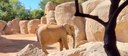 Nace la primera cría de elefante africano en el BIOPARC Valencia
